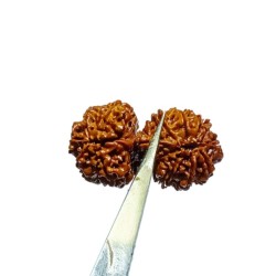 Natural 14 Mukhi Gauri Shankar Rudraksha & Certified - 39 mm With X-ray Report