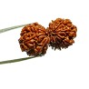 Natural 14 Mukhi Gauri Shankar Rudraksha & Certified - 39 mm With X-ray Report