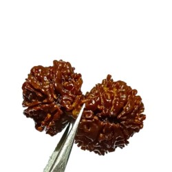 14 Mukhi Gauri Shankar Rudraksha 36 Gram With X-ray & Lab- Certified