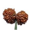 14 Mukhi Gauri Shankar Rudraksha 36 Gram With X-ray & Lab- Certified