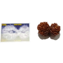 14 Mukhi Gauri Shankar Rudraksha 36 Gram With X-ray & Lab- Certified