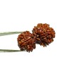 14 Mukhi Gauri Shankar Rudraksha 36 Gram With X-ray & Lab- Certified