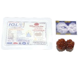 14 Mukhi Gauri Shankar Rudraksha 36 Gram With X-ray & Lab- Certified