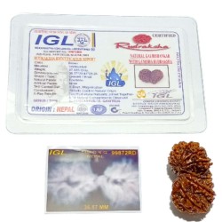 Original Ganesh Gauri Shankar Rudraksha 36mmX-ray Report