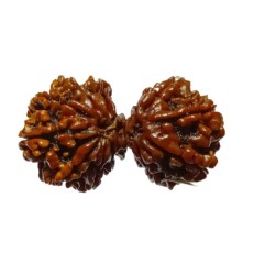 Original Ganesh Gauri Shankar Rudraksha 36mmX-ray Report