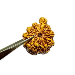 Original Sawaar Rudraksha...