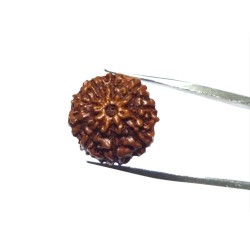 Natural 9 Mukhi Rudraksha Bead, Affordable & Certified  2.25 Gram