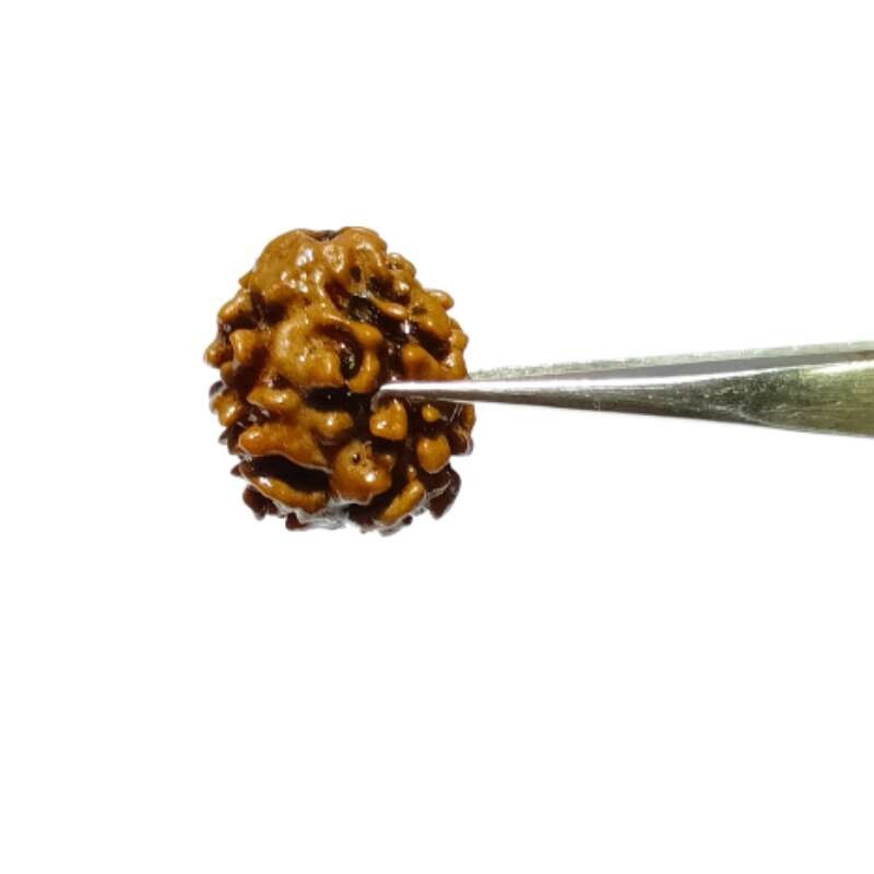 2 Mukhi Rudraksha (Nepali) bead 15mm With X-ray Report