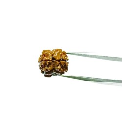 2 Mukhi Rudraksha (Nepali) bead 15mm With X-ray Report