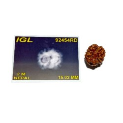 2 Mukhi Rudraksha (Nepali) bead 15mm With X-ray Report