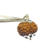 Original 9 Mukhi Ganesh Rudraksha In Silver Locket