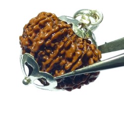 Original 12 Mukhi Rudraksha Bead In Silver Locket Authentic & Certified Nepali Rudraksha