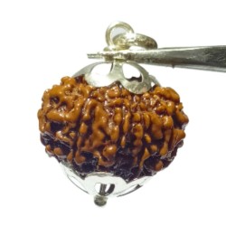 Original 12 Mukhi Rudraksha Bead In Silver Locket Authentic & Certified Nepali Rudraksha