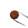 Natural 9 Mukhi Rudraksha Bead, Affordable & Certified  2.25 Gram