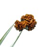 Natural 8 Mukhi Garbh Gauri Rudraksha & Lab- Certified 23.6mm