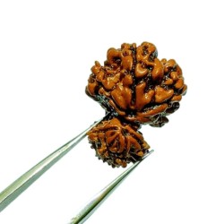 Natural 8 Mukhi Garbh Gauri Rudraksha & Lab- Certified 23.6mm