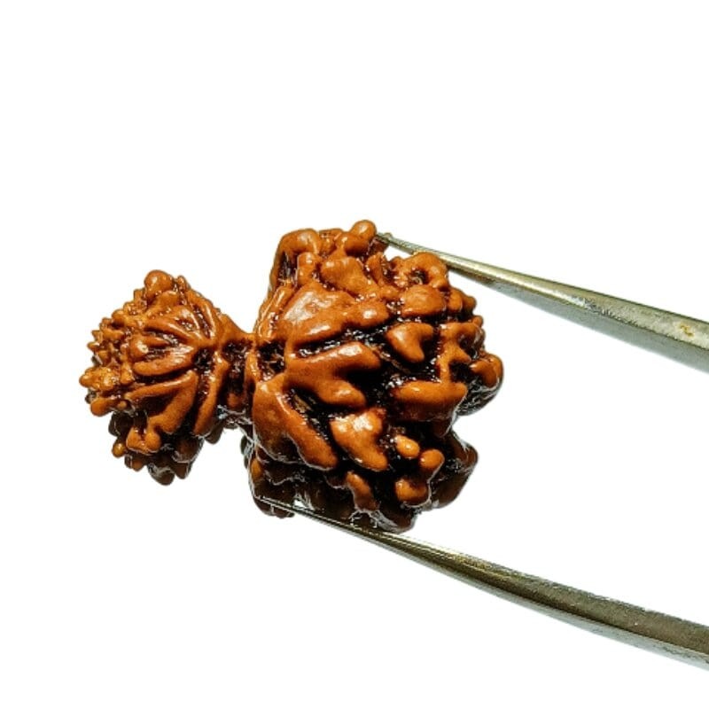 Natural 8 Mukhi Garbh Gauri Rudraksha & Lab- Certified 23.6mm