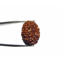 Natural 9 Mukhi Rudraksha Bead, Affordable & Certified  2.25 Gram