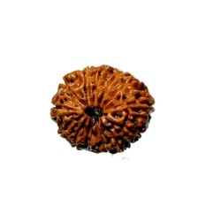 Indonesian 14 Mukhi rudraksha 20.40mm with X-ray report