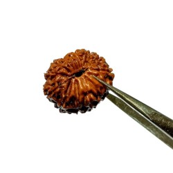 Indonesian 14 Mukhi rudraksha 20.40mm with X-ray report