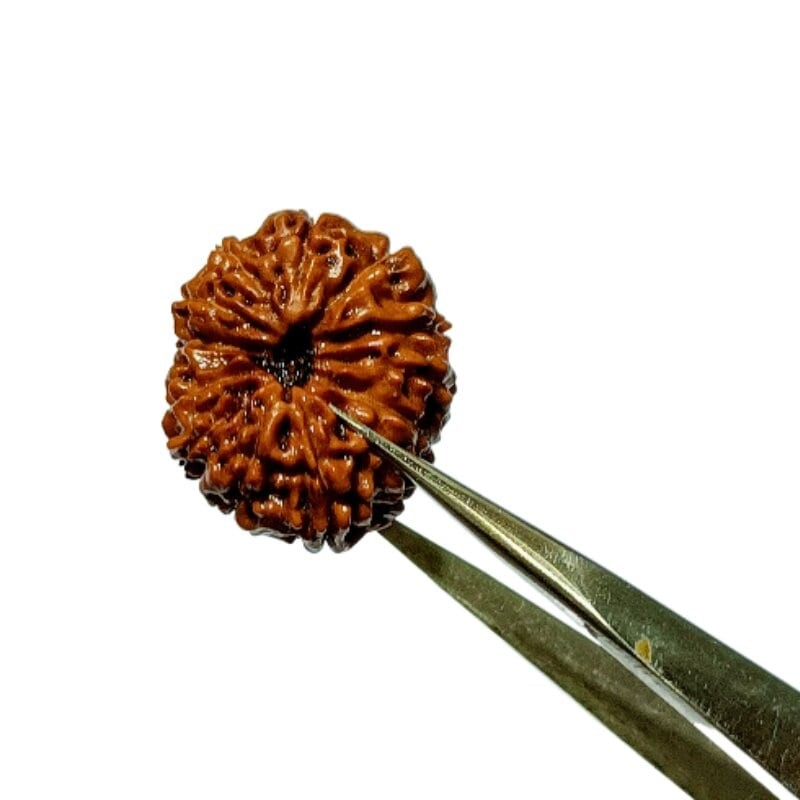 Indonesian 14 Mukhi rudraksha 20.40mm with X-ray report