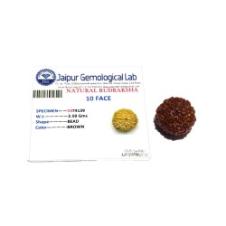 Genuine 10 Mukhi Rudraksha Bead, Affordable & Certified- 2.5 Gram