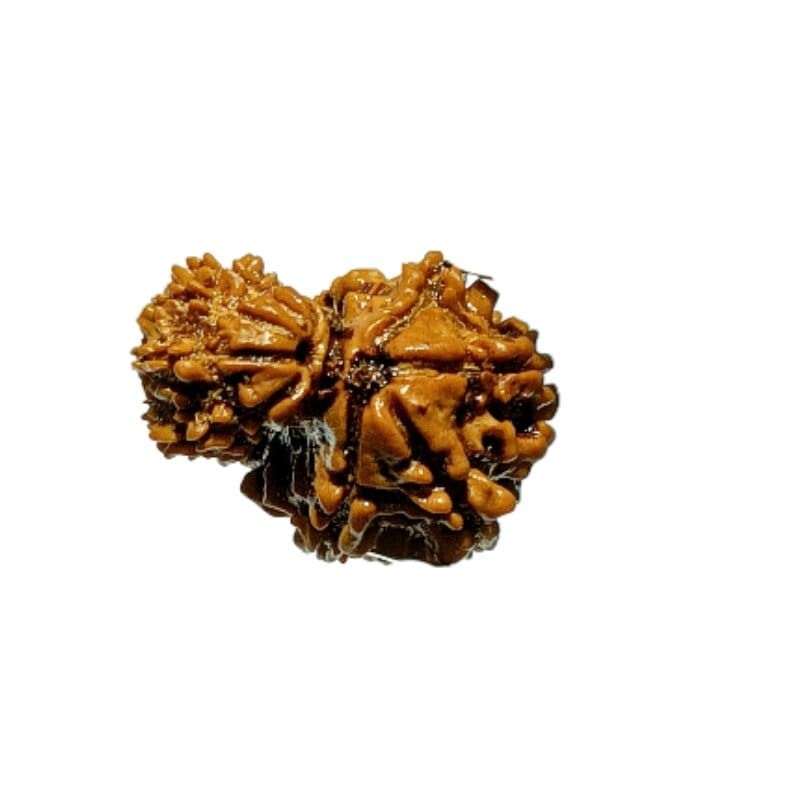 9 Mukhi Garbh Gauri Rudraksha 25.5mm With X-ray Report & Lab Certification