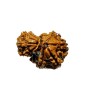 9 Mukhi Garbh Gauri Rudraksha 25.5mm With X-ray Report & Lab Certification