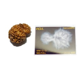 9 Mukhi Garbh Gauri Rudraksha 25.5mm With X-ray Report & Lab Certification