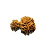 9 Mukhi Garbh Gauri Rudraksha 25.5mm With X-ray Report & Lab Certification