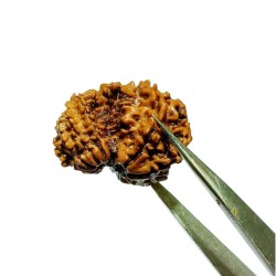 9 Mukhi Garbh Gauri Rudraksha 25.5mm With X-ray Report & Lab Certification