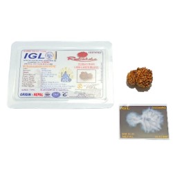 9 Mukhi Garbh Gauri Rudraksha 25.5mm With X-ray Report & Lab Certification