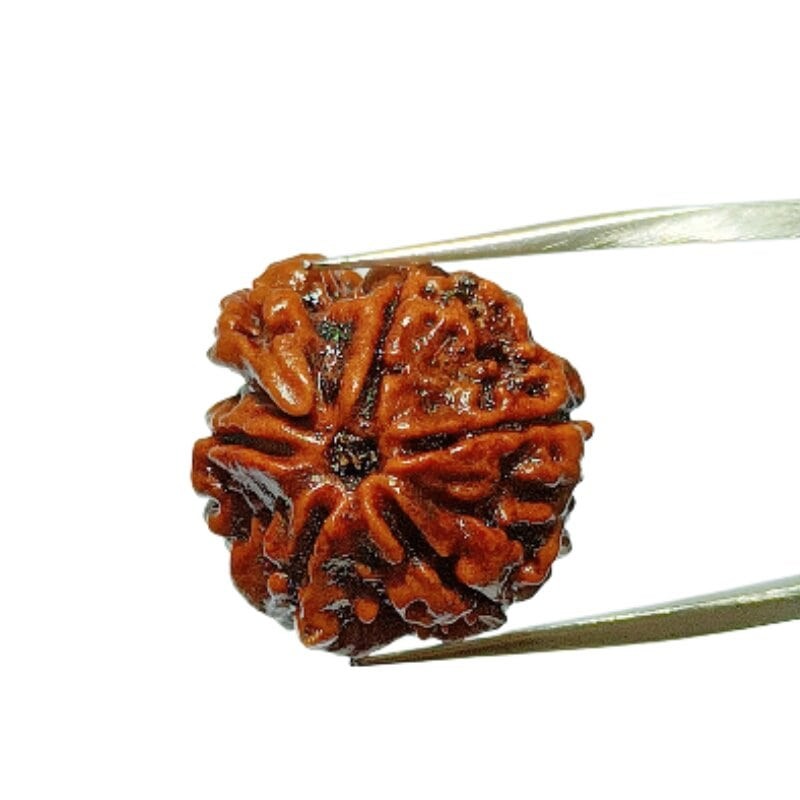 Natural Sawaar rudraksha 2.8 gram & 20.6mm With X-Report & Lab Certification