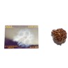 Natural Sawaar rudraksha 2.8 gram & 20.6mm With X-Report & Lab Certification