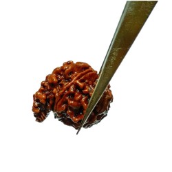 Natural Sawaar rudraksha 2.8 gram & 20.6mm With X-Report & Lab Certification