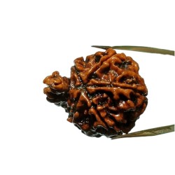 Natural Sawaar rudraksha 2.8 gram & 20.6mm With X-Report & Lab Certification