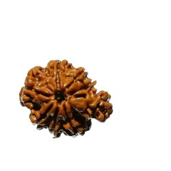 Natural Sawaar rudraksha...