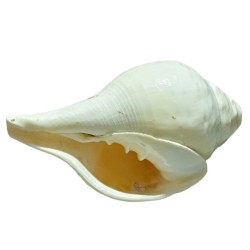 Original Vamavarti Blowing Shankh (Conch) 7 Inch Size - Sound Shankh