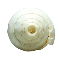 Original Vamavarti Blowing Shankh (Conch) 7 Inch Size - Sound Shankh