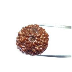 Genuine 10 Mukhi Rudraksha Bead, Affordable & Certified- 2.5 Gram