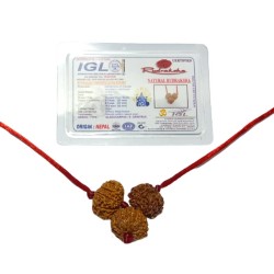 Kaal Sarp Dosh Kavach - Combination Of 8, 9 & 10 Mukhi Rudraksha