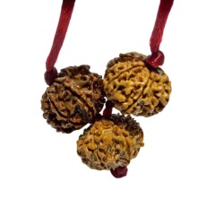 Kaal Sarp Dosh Kavach - Combination Of 8, 9 & 10 Mukhi Rudraksha