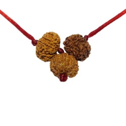 Kaal Sarp Dosh Kavach - Combination Of 8, 9 & 10 Mukhi Rudraksha