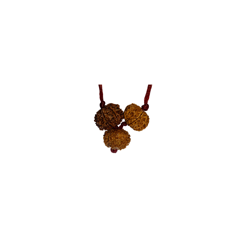 Kaal Sarp Dosh Kavach - Combination Of 8, 9 & 10 Mukhi Rudraksha