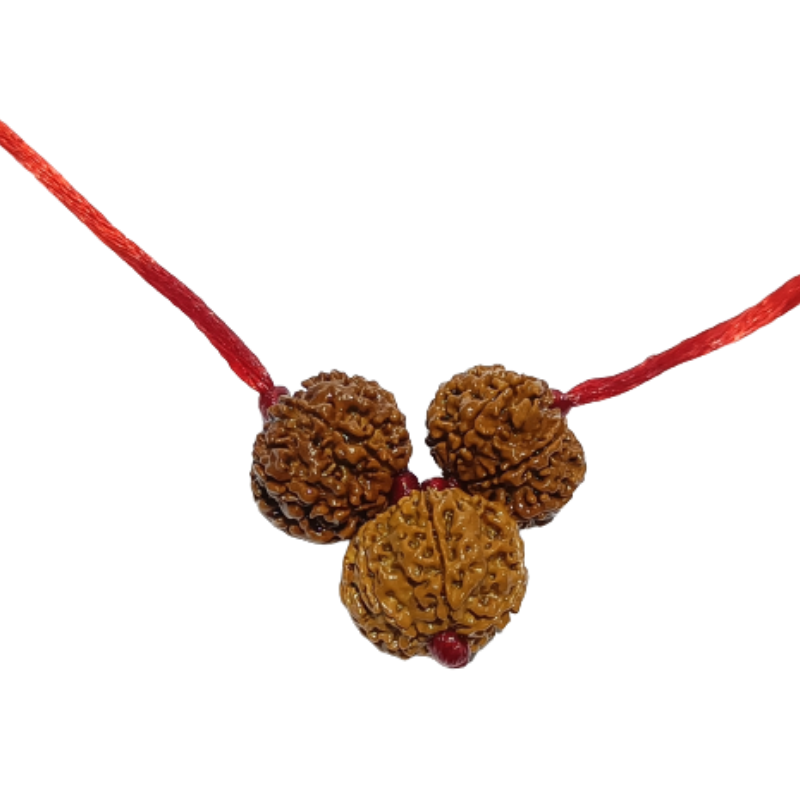 Business Growth Kavach Rudraksha - Combination of 7, 8 & 7 Mukhi Rudraksha