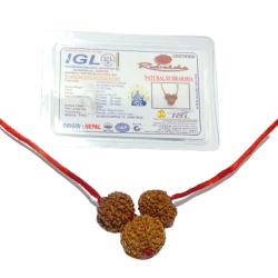 Business Growth Kavach Rudraksha - Combination of 7, 8 & 7 Mukhi Rudraksha