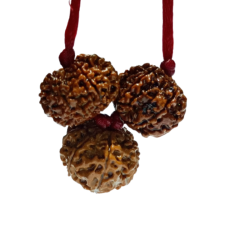 Business Growth Kavach Rudraksha - Combination of 7, 8 & 7 Mukhi Rudraksha