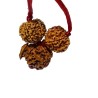 Ganesh Laxmi Kavach Rudraksha - Combination of 7, Ganesh & 7 Mukhi Rudraksha