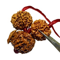 Ganesh Laxmi Kavach Rudraksha - Combination of 7, Ganesh & 7 Mukhi Rudraksha