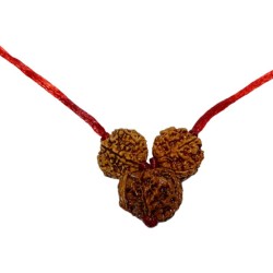 Ganesh Laxmi Kavach Rudraksha - Combination of 7, Ganesh & 7 Mukhi Rudraksha